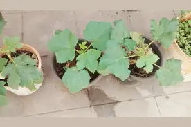 黄秋葵用黑色的袋子播种培育，30多天就能开花结果了视频封面