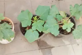 黄秋葵用黑色的袋子播种培育，30多天就能开花结果了视频封面