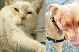 猫中战斗机，以一打哭七只比特犬，比特犬：它招数太快我没看清视频封面