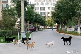 金昌“狗患”影响日常生活，对待流浪猫狗的上、中、下策图片