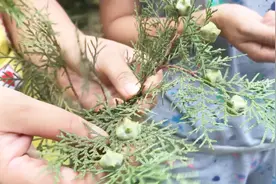 江西农村结婚陪嫁柏树枝，有人知道什么意思吗视频封面