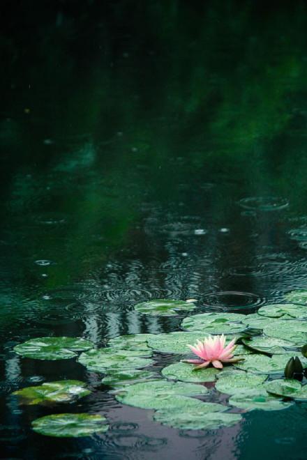 让人心静的佛语禅心,一句佛语点透人生(心境淡然的禅语图片) - 冷求网