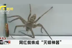“网红蜘蛛”成灭蟑神器，白额高脚蛛无毒无害，专家称可家中饲养视频封面