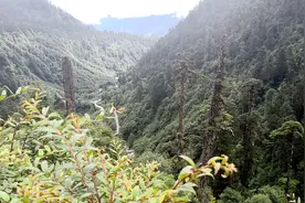 西藏旅行，秘境墨脱：道路两侧的植被出现了明显变化，蚂蝗路段视频封面