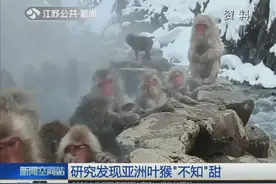 研究发现日本猕猴泡温泉更喜欢甜食，网友：身材保持不错！