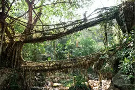 印度古桥用树根建造，不仅屹立百年不倒，反而越长越结实！视频封面