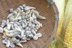 这叫玉米黑粉菌，是一道特色食材，一般人不敢吃，外国人当它是宝视频封面