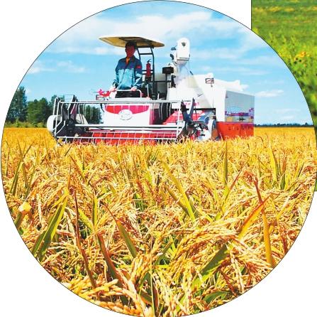 重质提效闯市场功能农业款款来 来自黑龙江省首个品牌有机功能农业示范区的调查报道