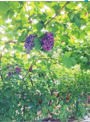 重质提效闯市场功能农业款款来 来自黑龙江省首个品牌有机功能农业示范区的调查报道