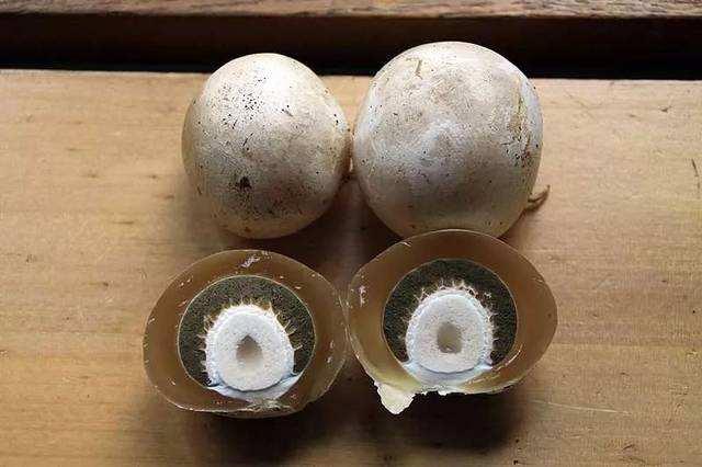 这个蘑菇长得像鸡蛋，一斤能卖上百元！农民看见不要错过！