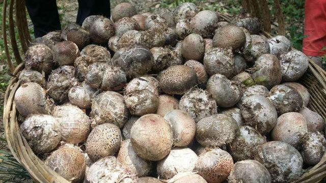 这个蘑菇长得像鸡蛋，一斤能卖上百元！农民看见不要错过！