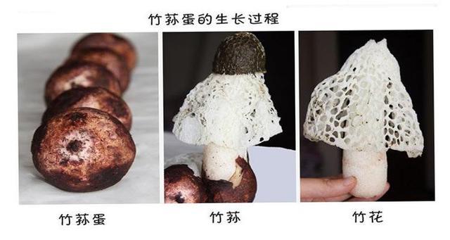 这个蘑菇长得像鸡蛋，一斤能卖上百元！农民看见不要错过！