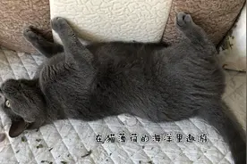 猫咪吃多了猫薄荷后“猫志不清”，在沙发上打滚，像是喝醉了一样