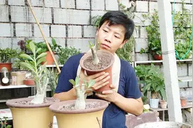 修剪出芽了的“沙漠中的玫瑰”，浇水加点料，“大象腿”开爆花视频封面