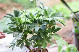 给鸭掌木吃片“小药丸”，再填点“料”，叶子肥厚翠绿，枝叶狂长视频封面