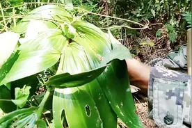 实拍农村大叔深山采挖有道家仙药之称的野生黄精，你见过吗视频封面