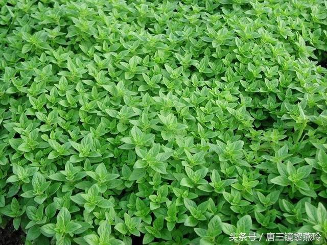 唐三镜黎燕玲：香草酒怎样自制，香草酒酿酒技术