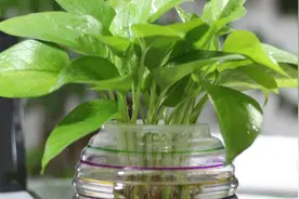 水培绿萝要勤换水吗？花匠教你看2点，别再傻傻乱换水了！视频封面