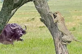 我见过最丢人的豹子，被一头水牛逼的无路可走，太尴尬了