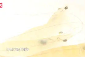 南美白对虾喜获丰收，最长18厘米，3000多斤虾被预订一空视频封面