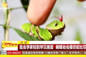 昆虫学家拍到罕见画面 蝴蝶幼虫不想变蝴蝶 竟想要变成“蛇”视频封面