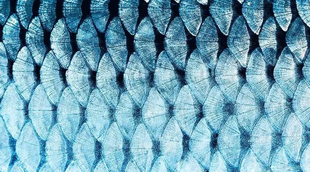 河鱼的花胶能吃吗 2026年河鱼的花胶能吃吗有毒吗