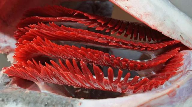 鱼鳔哪些人不能吃 2026年鱼鳔什么人不能吃