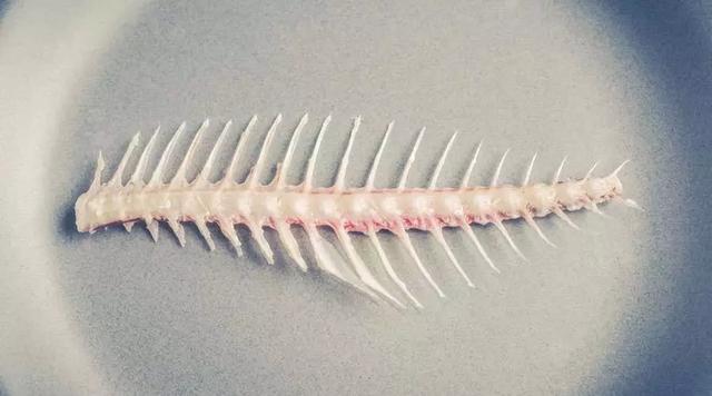 鱼鳔哪些人不能吃 2026年鱼鳔什么人不能吃