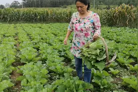 农村胖嫂农村版蔬菜“沙拉”，白菜还是这样做下饭，轻松引爆食欲视频封面