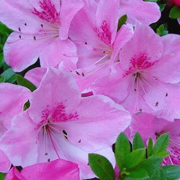 ��ͷ˳����ح������ø��