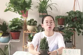 养不死的多肉——万重山，你养护的还好吗？