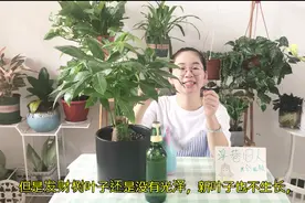 发财树叶子卷曲还下垂，这样一抢救，叶子变得翠绿锃光亮视频封面