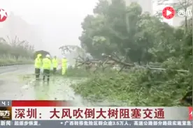 深圳：大风吹倒大树阻塞交通视频封面