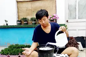 这种”牡丹花“现在种上，花朵硕大又好养，几个月后开成“花海”视频封面