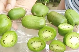 软枣猕猴桃带皮一起吃营养价值更高，市场上一斤卖40元，你吃过没