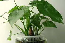 滴水观音怎样水培种植？手把手教你1招，好养又好看！视频封面