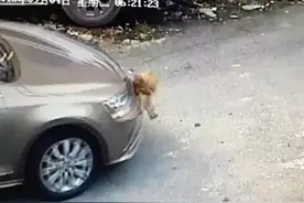 一只老母鸡引发的血案！男子开车撞死只鸡，事后却赔了6000多块钱图片