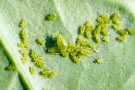 瓜类蔬菜上常见的虫害为害特点视频封面