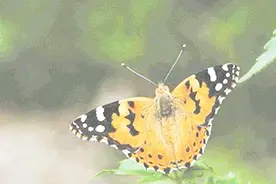 蝴蝶为什么能飞？