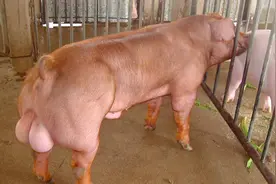 农村的“种猪”肉到底能不能吃？视频封面