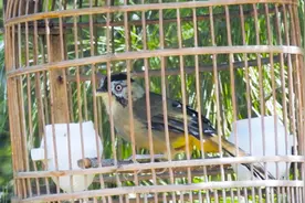 笼养的灰翅噪鹊带到山里，优美的叫声丝毫不输山里的鸟！视频封面