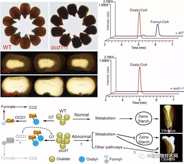 研究发现植物草酸代谢途径关键酶影响玉米营养品质