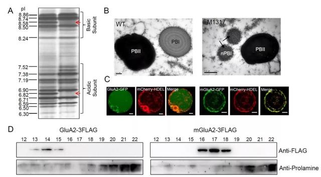 研究发现影响水稻谷蛋白在内质网聚集的保守基序