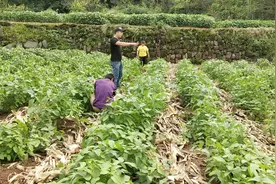 小伙准备在农村创业，岳父岳母全力支持，有家人的帮助一定能成功视频封面