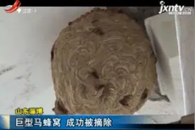 山东淄博：巨型马蜂窝 成功被摘除视频封面