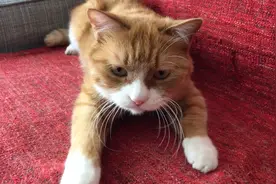 papi酱的大小咪：睡着橘猫酷似猫屎，主人笑疯，橘猫一脸懵逼视频封面