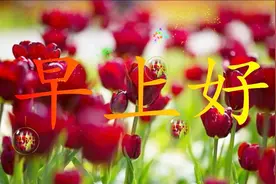 早上好！清晨第一声祝福送给你，祝幸福开心，顺顺利利，好运常在视频封面