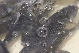 鱼浮灵能让鱼“起死回生”，吃了还会致癌？记者暗访给你真相！视频封面