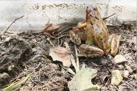 黑龙江林蛙遭遇“灭绝式”猎捕 执法者知法犯法充当保护伞视频封面