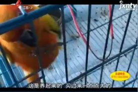 浙江杭州：家养的鹦鹉 竟是国家一级保护动物视频封面